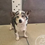 Znaleziono psa, Chełmek, 28 lipca 2024