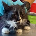 Nr: 315/2024 - Kot z Miłkowice