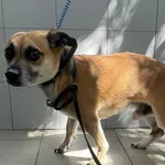 Znaleziono psa, Lublin, 29 lipca 2024