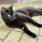 Kot do adopcji, Tychy, 9 lipca 2024