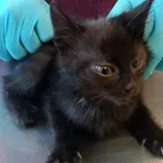 Nr: 316/2024 - Kot z Miłkowice