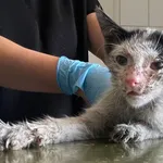 Znaleziono kota, Lublin, 30 lipca 2024