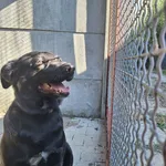 Pies do adopcji, Orzechowce, 30 lipca 2024