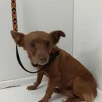 Pies przywieziony z terenu miasta Piekary Śląskie