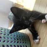 Zaginął kot, Łódź, 29 lipca 2024