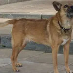 SUCZKA Z INTERWENCJI DNIA 21.07.2024