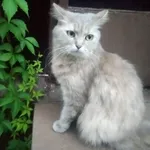 Zaginął kot, Kulów, 30 lipca 2024