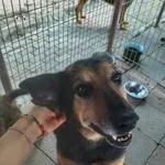 Oddam psa, Olsztyn, 31 lipca 2024