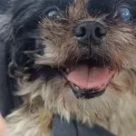 Pies w typie Shitzu to 12-letni Gucio, na jedno oko nie widzi, drugie jest w trakcie leczenia, może mieć problemy z sercem. Jest w trakcie diagnostyki.  Drugi psiak to Laser, ma 4-5 lat, jest zdrowy. 