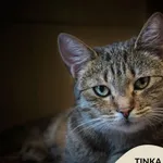 Tinka