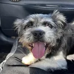 Pies w typie Shitzu to 12-letni Gucio, na jedno oko nie widzi, drugie jest w trakcie leczenia, może mieć problemy z sercem. Jest w trakcie diagnostyki.  Drugi psiak to Laser, ma 4-5 lat, jest zdrowy. 