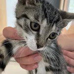 Kot do adopcji, gmina Dobra (Szczecińska), 15 czerwca 2024