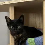 Kot do adopcji, Piła, 30 czerwca 2024