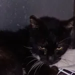 KOT Z INTERWENCJI 31.07.2024