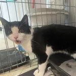 Nr: 332/2024 - Kot z Świdnica Miasto