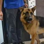 Imię: Przyjęty: 2024-07-08 Płeć: Pies Opis: owczarek niemiecki, czarne-podpalane Wiek: ok. 1.5 roku