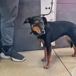 Przyjęty: 2024-08-03 Gmina: Brzeszcze Płeć: Suka Opis: mieszaniec, czarna-podpalana