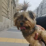 Właśnie znalazłam suczkę w typie yorka na ul. Gdańskiej przy Aleja 1 Maja w Łodzi