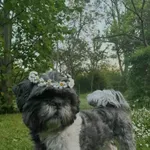 zaginął pies shih tzu ŁATEK 