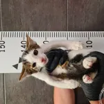 Przyjęty: 2024-08-03 Gmina: Łodygowice Płeć: Kocur Opis: europejska, biało-bure