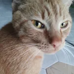 znaleziony Rudzielec