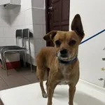 Bytom 616093902530612 mieszaniec brązowa biały krawat suka 341/2024