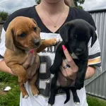 Nasza psia rodzinka szuka domów <3 Maluchy i jej mama zostały znalezione w Starkowie (teren gminy Przemęt). Nicki- to mama, Doja- brązowa suczka, Snoopy- czarny samiec. Mama ma około 8 lat, szczeniaki