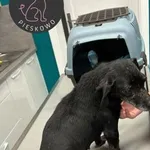 Nasza psia rodzinka szuka domów <3 Maluchy i jej mama zostały znalezione w Starkowie (teren gminy Przemęt). Nicki- to mama, Doja- brązowa suczka, Snoopy- czarny samiec. Mama ma około 8 lat, szczeniaki