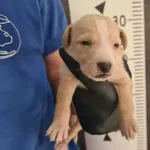 Przyjęty: 2024-08-06 Gmina: Kalwaria Zebrzydowska Płeć: Pies Opis: mieszaniec, biszkoptowe