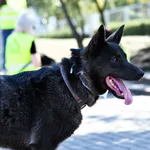 12708/208/23 Boudi - data przyjęcia - 02-10-2023