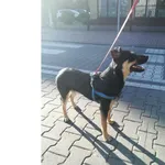 Pies odnaleziony w dniu 05.08.2024 r. przy ul. Jaskółczej.