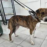 Nr: 340/2024 - Pies z Świdnica Miasto