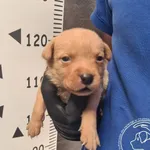 Przyjęty: 2024-08-06 Gmina: Kalwaria Zebrzydowska Płeć: Pies Opis: mieszaniec, brązowe