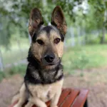 12220/62/22 Snoopy - data przyjęcia 11.03.2023