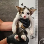 Przyjęty: 2024-08-03 Gmina: Łodygowice Płeć: Kocur Opis: europejska, biało-bure