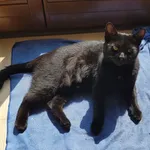 Zaginął kot, Łódź, 8 sierpnia 2024