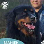 Znaleziono psa, Dąbrówka, 23 grudnia 2025