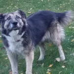 Zaginął pies, Rąbień AB, 8 sierpnia 2024