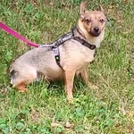 Zaginął pies, Łódź, 8 sierpnia 2024