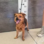 Przyjęty: 2024-08-08 Gmina: Lędziny Płeć: Pies Opis: mieszaniec, czarne-podpalane