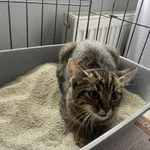 Nr: 343/2024 - Kot z Jawor