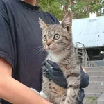 Kot do adopcji, Włocławek, 8 sierpnia 2024