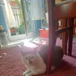 Zaginął kot, Białystok, 9 sierpnia 2024