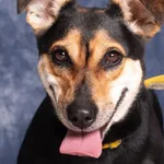 POLCIA /W PROCESIE ADOPCYJNYM OD 26.10.2024/