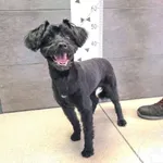 Przyjęty: 2024-08-09 Gmina: Lędziny Płeć: Pies Opis: mieszaniec, czarne