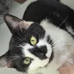 Zaginął kot, Łódź, 10 sierpnia 2024