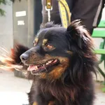 Znaleziono psa, Łódź, 11 sierpnia 2024