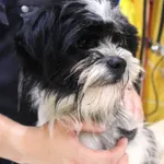 Znaleziono psa, Łódź, 11 sierpnia 2024