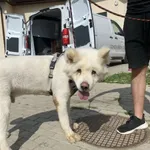 Nr: 345/2024 - Pies z Lubin Miasto