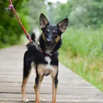 Psotka 364/2024 REZERWACJA